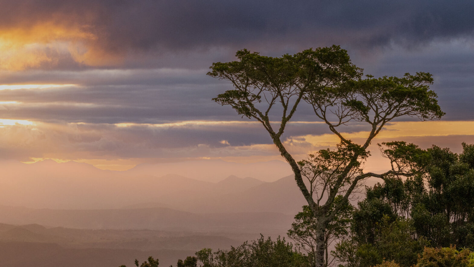 Sonnenuntergang mit einem Baum im Vordergrund im Lemington Nationalpark, Queensland Australien