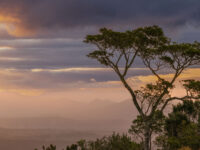Sonnenuntergang mit einem Baum im Vordergrund im Lemington Nationalpark, Queensland Australien