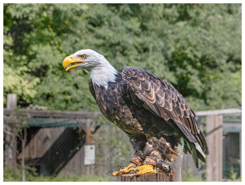 Foto eines Weisskopfseeadlers der Falknerei am Heldenberg