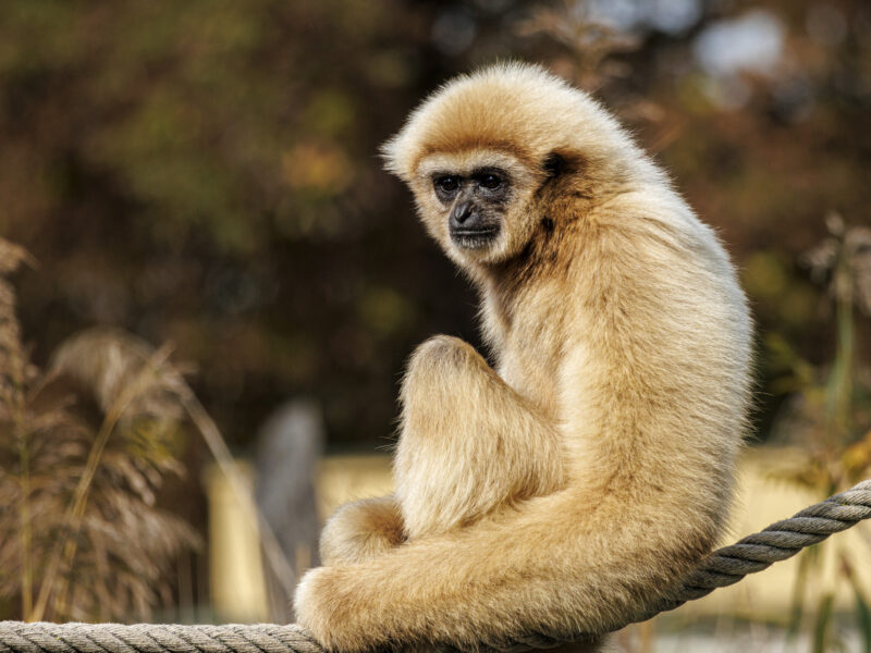 Weisshandgibbon Ein Foto eines Weißhandgibbon im Tierpark Schönbrunn