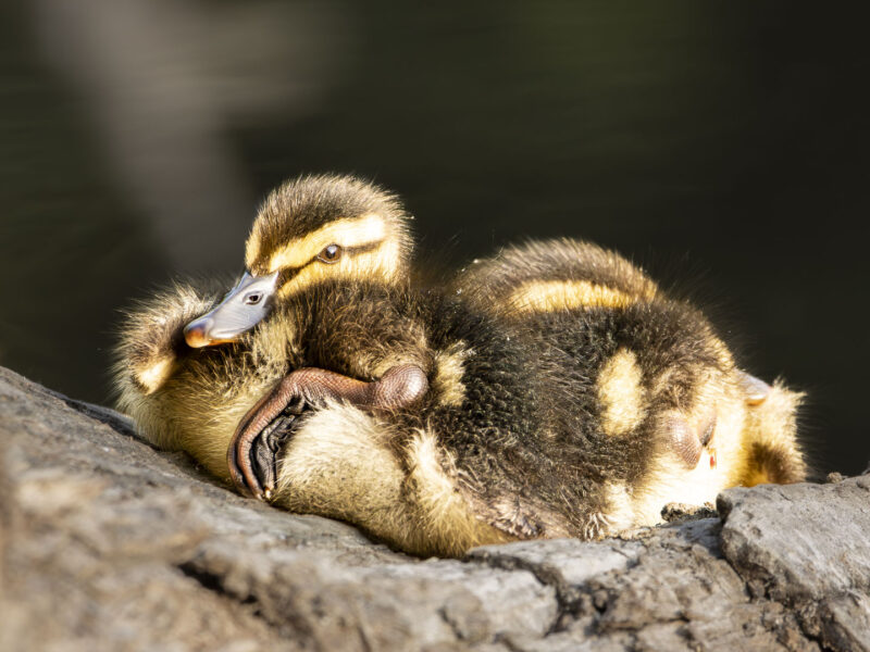 Ein Bild von Junge Stockenten am Mauthnerwasser in den Wiener Praterauen.