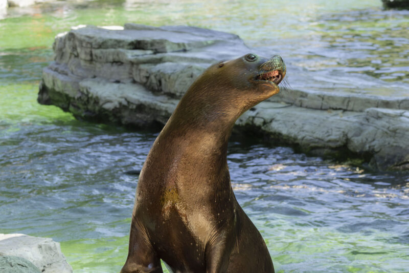 Seelöwe in Schöbrunn