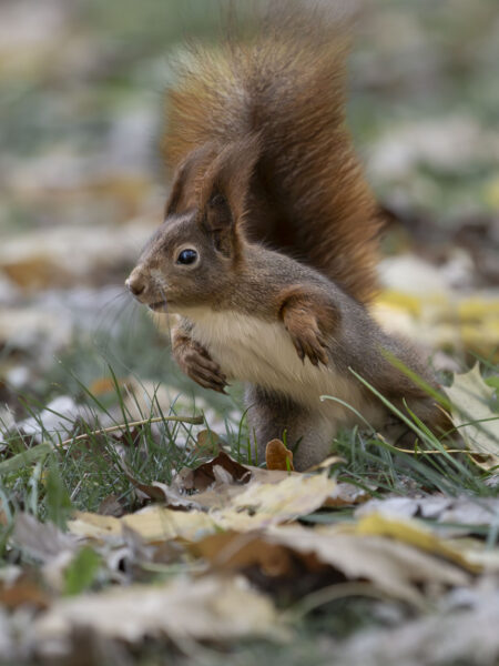 Eichhörnchen beim Asprung