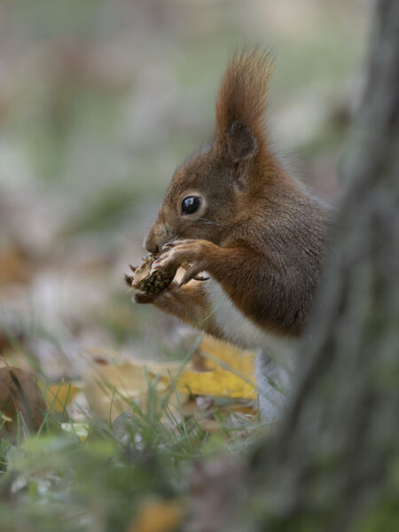 Eichhörnchen beim fressen