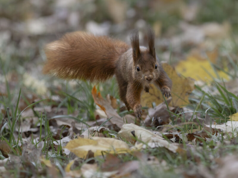 Eichhörnchen im Lauf durch das Herbstlaub