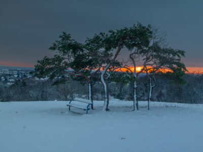 Dieses Foto zeigt den Sonnenaufgang von der Löwygrube aus, mit einer Bank und einer Gruppe von vier Bäumen bei Schnee