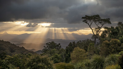 Sonnenuntergang mit Sonnenstrahlen und einen prominent gesetzten Baum im O Reilly Rainforest