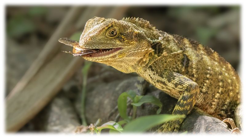 Bartagam beim fressen eines Insekts