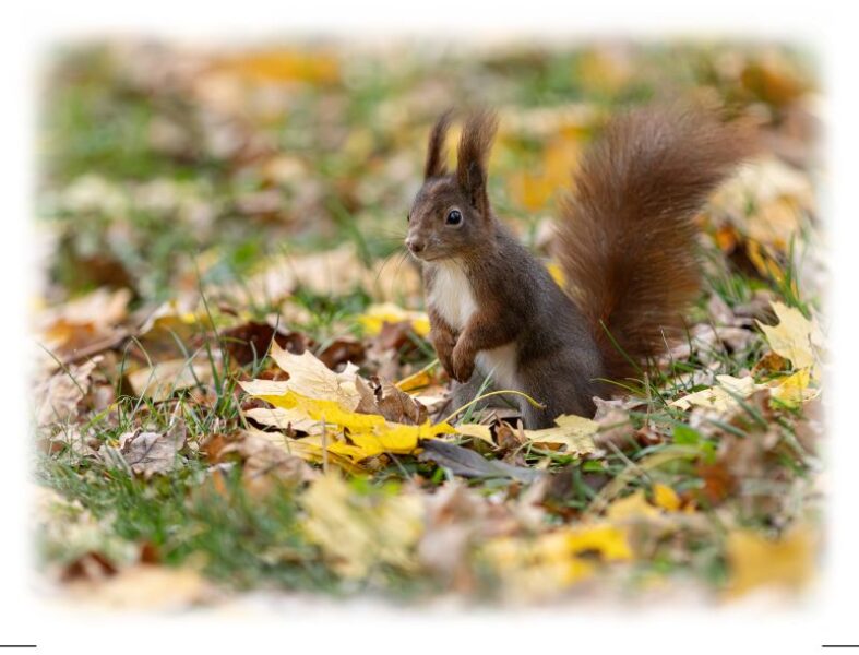 Eichhoernchen im Herbstlaub