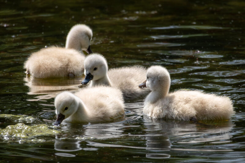 Junge Höckerschwäne schwimmen im Floridsdorfer Wasserpark.