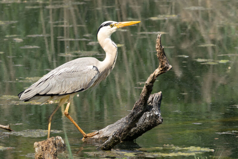 Zeigt ein Foto eines Graureihers auf einem Baumstamm im Wasser