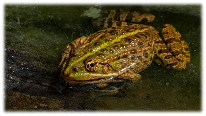 Teichfrosch oder auch Wasserfrosch