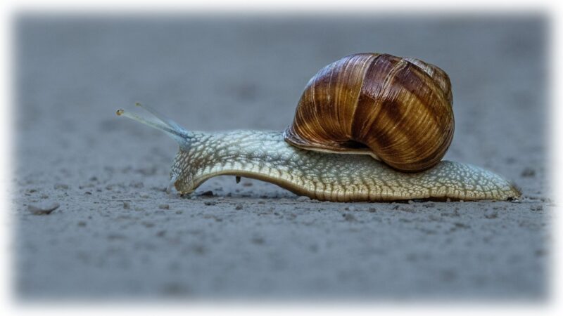 Weinbergschnecke beim überqueren eines Fußweges zwischen zwei Wiesen.