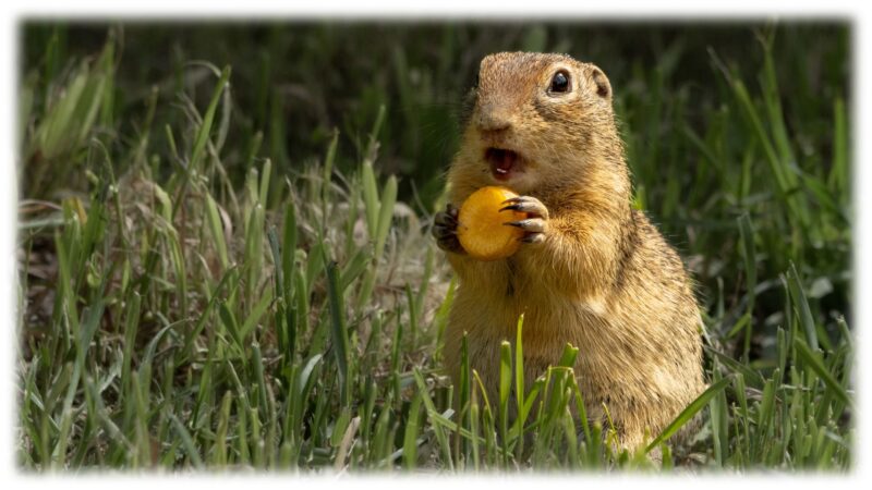 Bild eines Ziesels mit einer Scheibe einer Karotte.