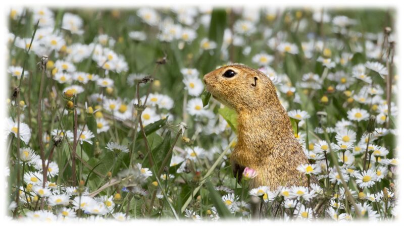 Bild eines Ziesels im Gänseblümchenmeer von Hirschstätten