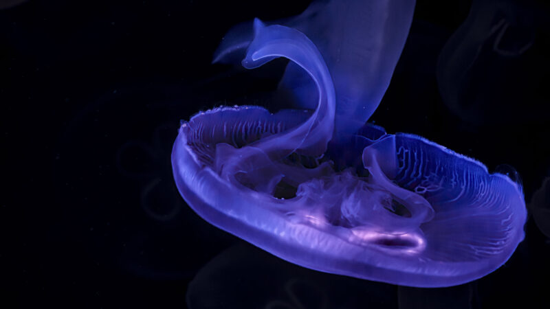Zeigt eine Qualle im blauen Licht.